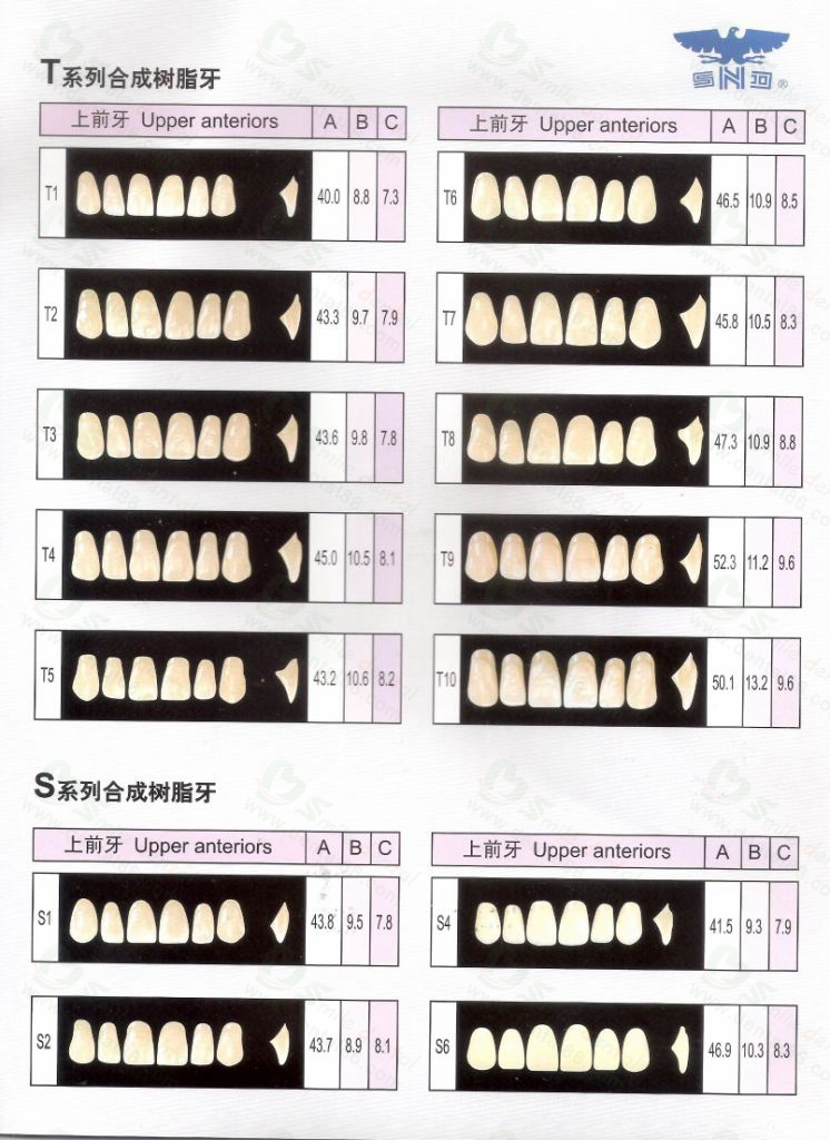 Two Layer Acrylic Resin Teeth